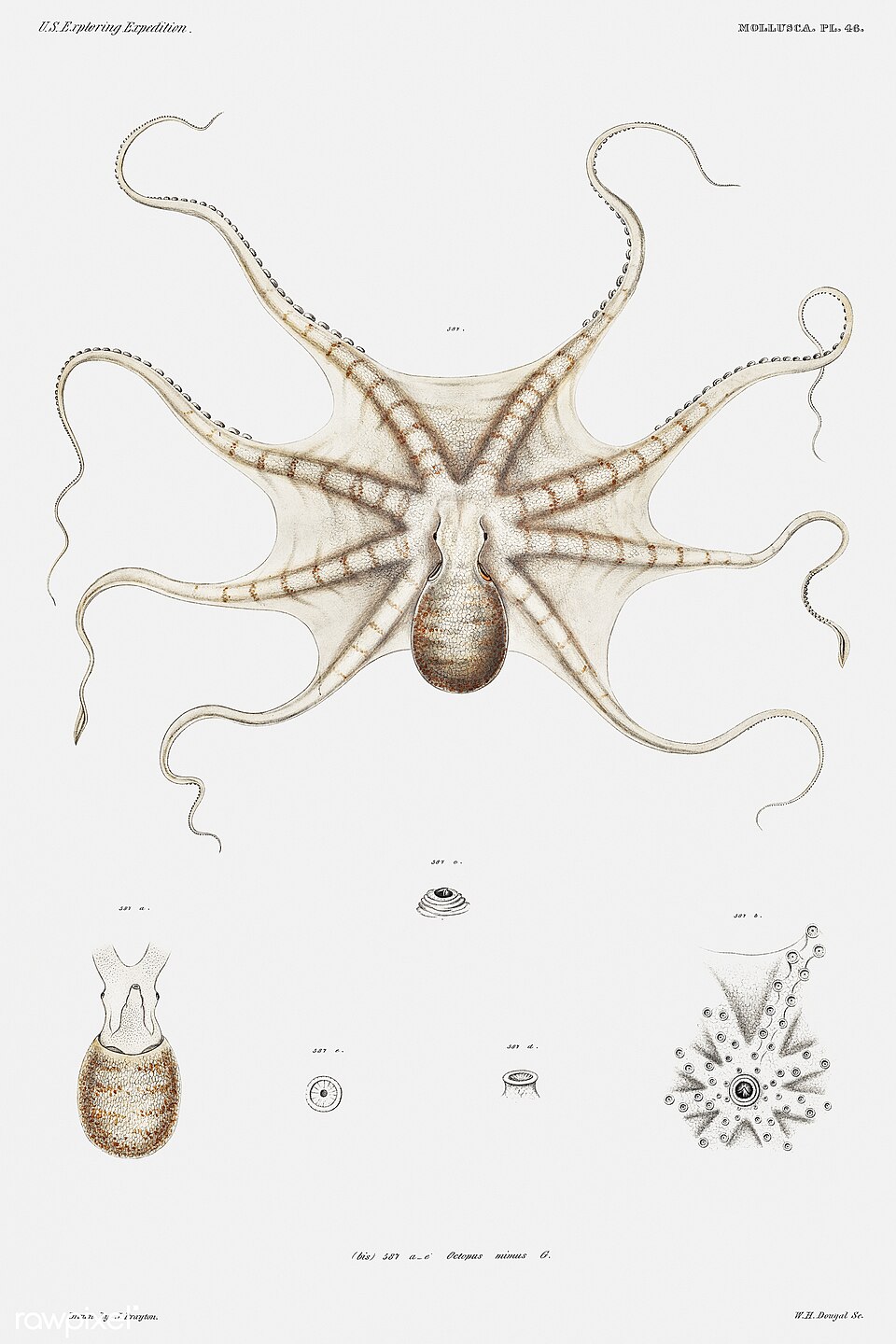 Pulpo, Octopus mimus