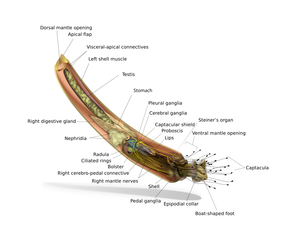 Rhabdus rectius
