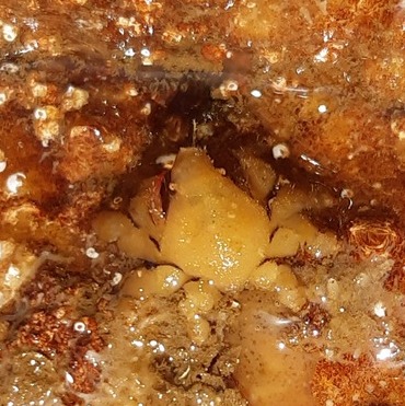 Cangrejo araña, Pisoides edwardsii