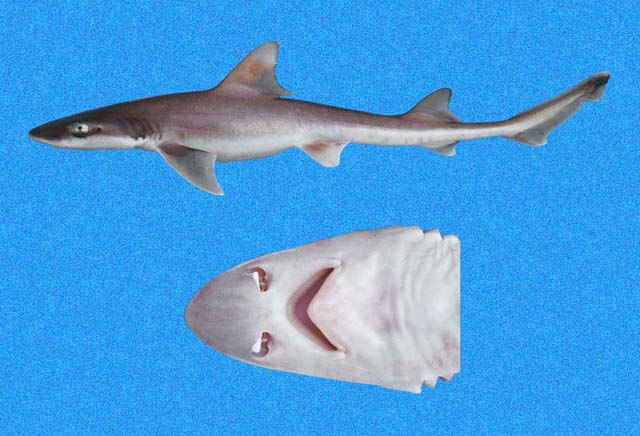 Tollo común, Mustelus whitneyi