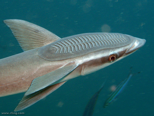 Rémora rayada, Echeneis naucrates
