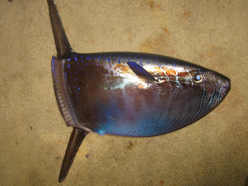 Mola flaca, Ranzania laevis