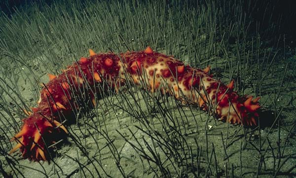 Pepino de mar de Galápagos, Isostichopus fuscus