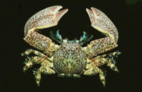 Petrolisthes granulosus