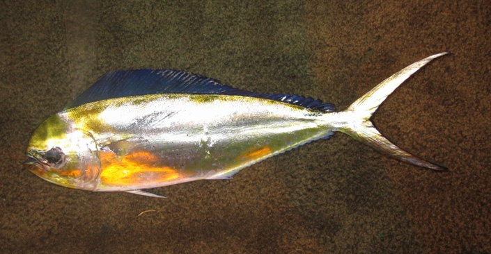 Dorado enano, Coryphaena equiselis