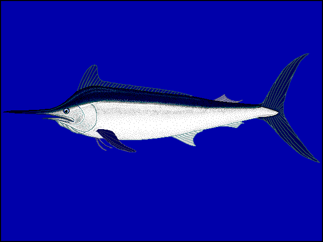 Merlín negro, Istiompax indica