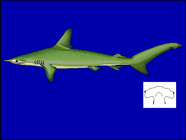 Tiburón martillo, Sphyrna zygaena