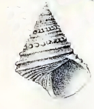 Calliostoma fonkii, Calliostoma fonki