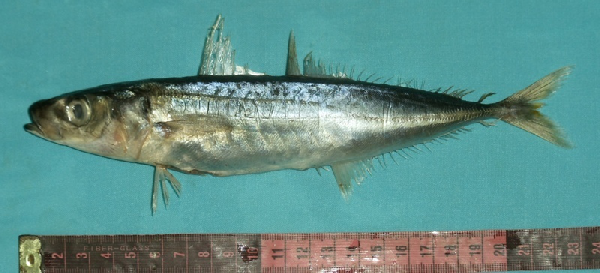 Jurel fino, Decapterus macrosoma