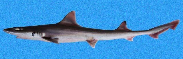 Tollo, Mustelus lunulatus