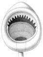 Mastigoteuthis dentata
