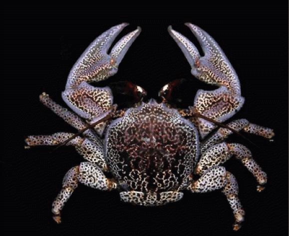 Allopetrolisthes punctatus