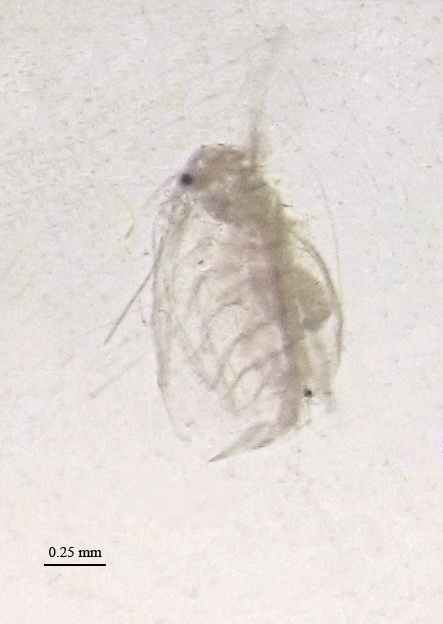 Penilia avirostris