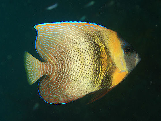 Pez ángel, Pomacanthus zonipectus