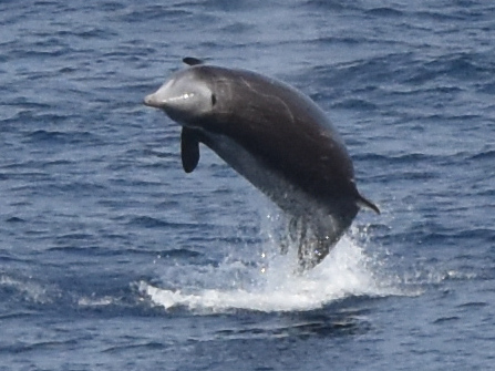 Zifio de Cuvier, Ziphius cavirostris