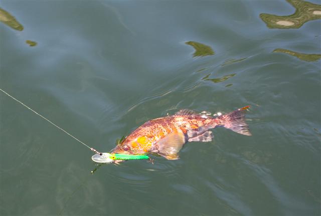 Cabrilla, Paralabrax humeralis