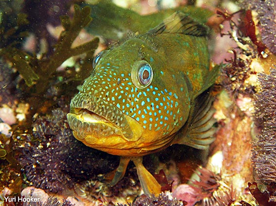 Trambollo, Labrisomus philippii