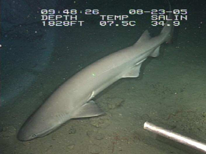 Tiburón de seis agallas, Hexanchus griseus