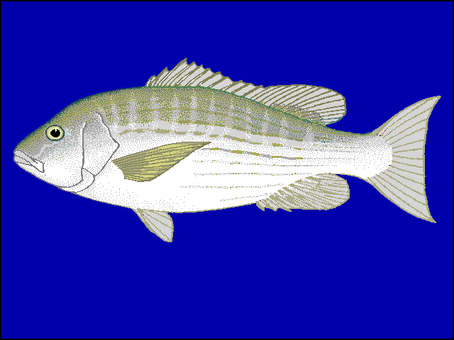 Pargo raicero, Lutjanus aratus