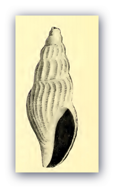 Kurtziella plumbea