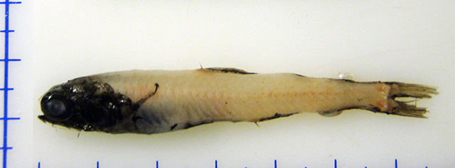Mictófido, Taaningichthys bathyphilus