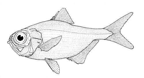 Alfonsino besugo, Beryx splendens