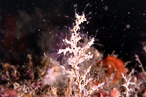 Eudendrium rameum