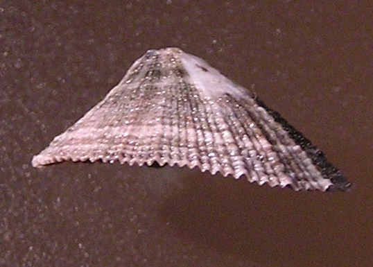 Diodora saturnalis