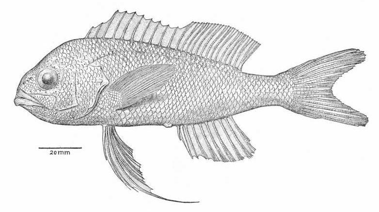Doncellita, Pronotogrammus multifasciatus