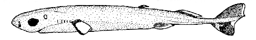 Tiburón pigmeo, Euprotomicrus bispinatus