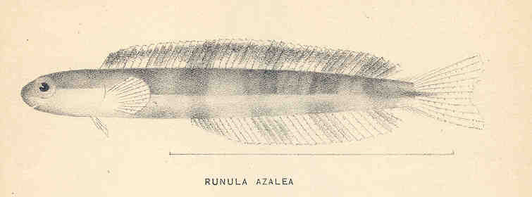 Diente sable, Plagiotremus azaleus