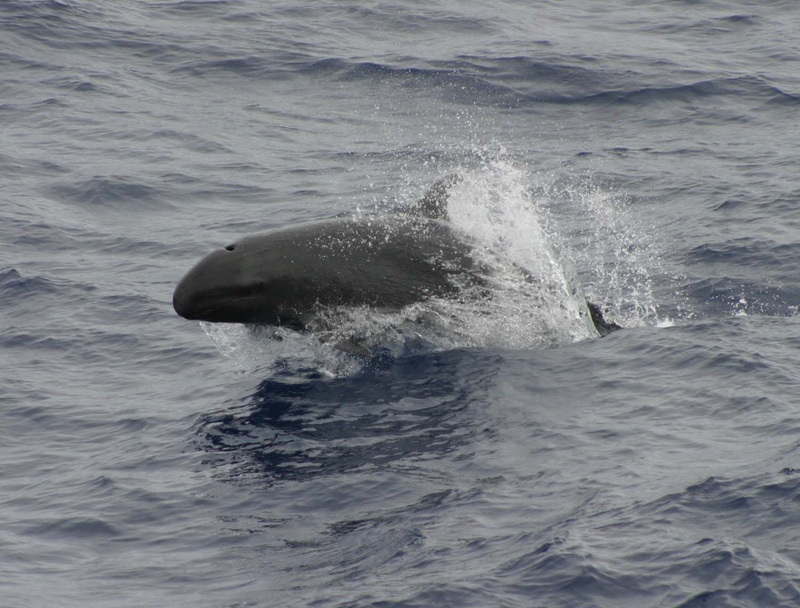 Orca falsa, Pseudorca crassidens