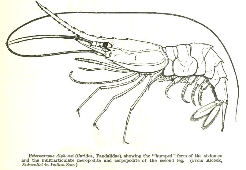 Heterocarpus dorsalis