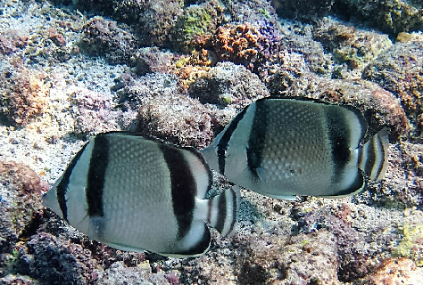 Mariposa, Chaetodon humeralis