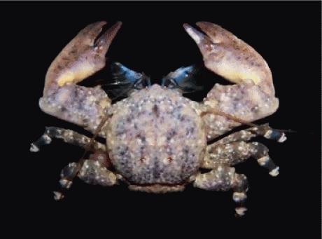 Allopetrolisthes angulosus