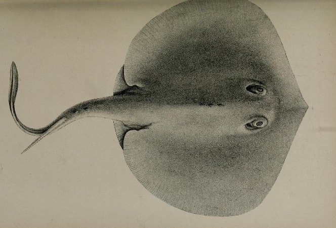 Raya con espina, Urotrygon chilensis