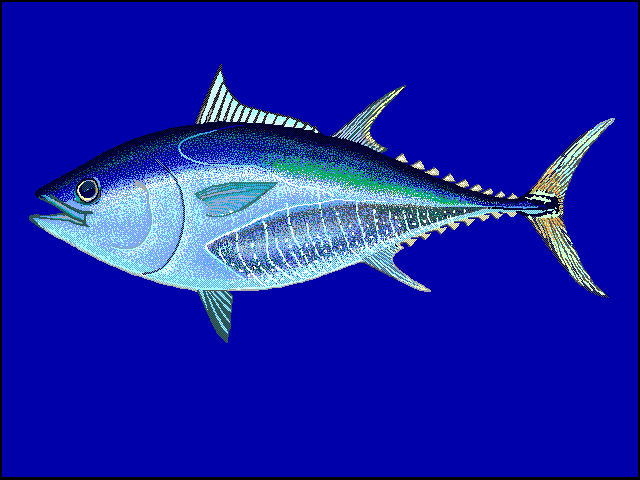 Atún de aleta azul, Thunnus thynnus