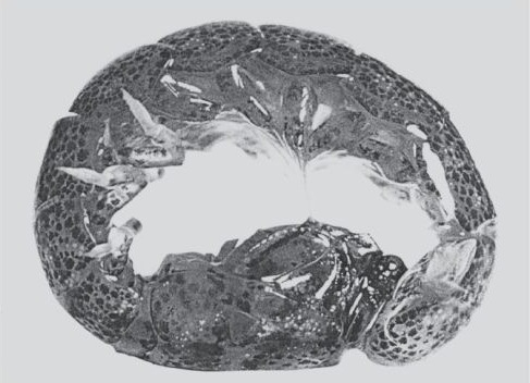 Nannosquilla decemspinosa