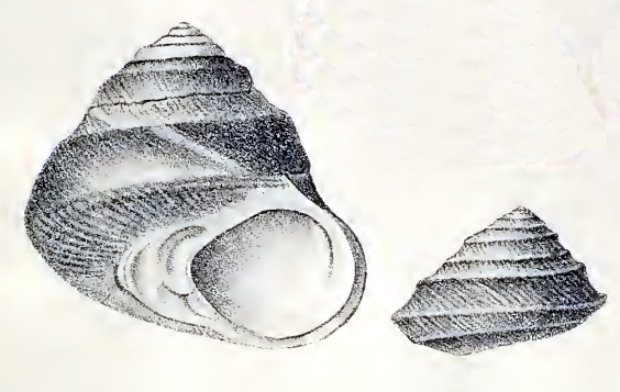 Tegula luctuosa