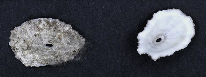 Fissurella microtrema