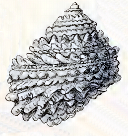 Turbo squamiger