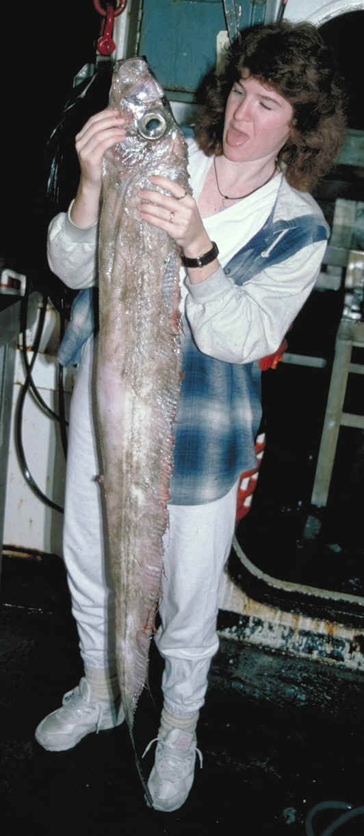 Rey de los salmones, Trachipterus altivelis