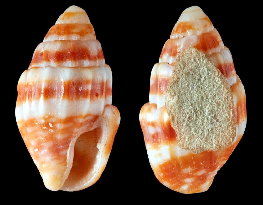 Anachis varicosa