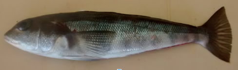 Rollizo, Prolatilus jugularis