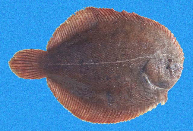 Lenguadito, Achirus klunzingeri
