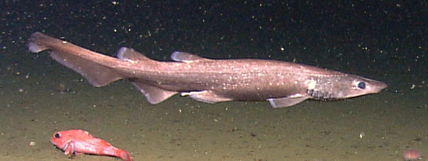Pejegato marrón, Apristurus brunneus