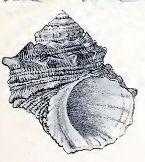 Turbo saxosus