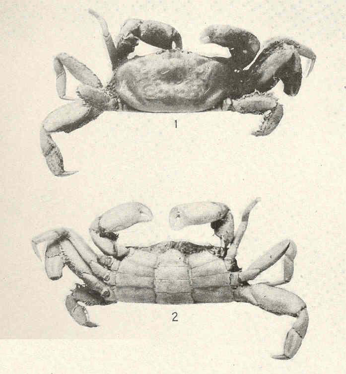 Cangrejito comensal, Pinnixa valdiviensis
