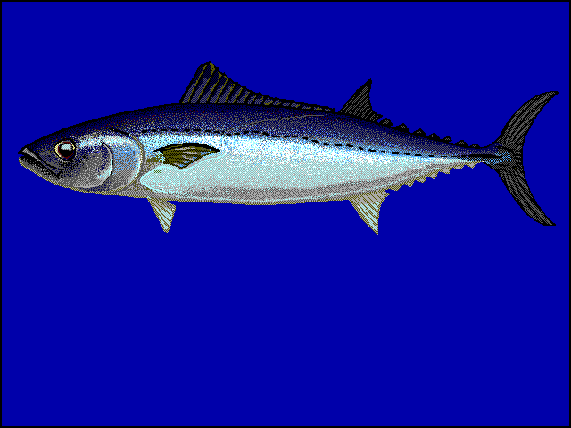 Atún lanzón, Allothunnus fallai