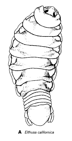Elthusa californica